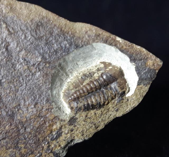 Ellipsocephalus hoffi (SCHLOTHEIM 1823) - Bild © FossNet FossilienStore